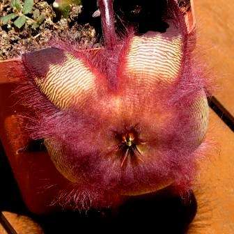 10 Stapelia hirsuta Seeds - Indigenous South African Succulents + FREE SEEDS - Worldwide Shipping
