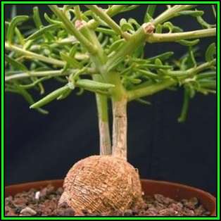 Talinum caffrum - 10 Seed Pack - Indigeous Medicinal Caudiciform Succulent Bonsai - New