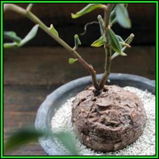 Talinum caffrum Seeds - Indigeous Medicinal Caudiciform Succulent Bonsai - New