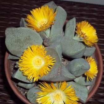 50 Pleiospilos bolusii Seeds -Liverplant or Mimicry Plant- Indigenous Succulent Mesemb Psychoactive
