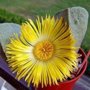 100 Pleiospilos bolusii Seeds -Liverplant- Bulk Indigenous Succulent Mesemb Psychoactive