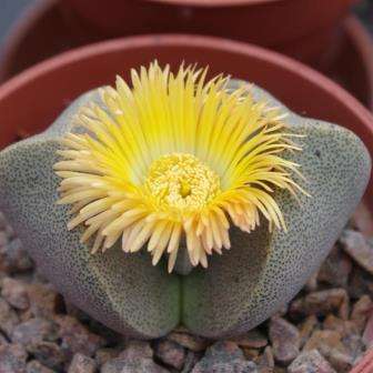 Pleiospilos bolusii Seeds - Liverplant or Mimicry Plant - Indigenous Succulent Mesemb Psychoactive