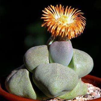 10 Pleiospilos nelii Seeds, Split Rock Mesemb Buy Seeds for Indigenous Succulents Koop Vetplant Saad