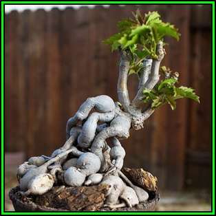 Cyphostemma cirrhosum - 10 Seed Pack - Bonsai - Indigenous Succulent Caudiciform - NEW