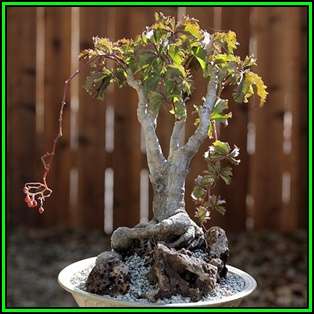 Cyphostemma cirrhosum Seeds - Indigenous Succulent Caudiciform - NEW