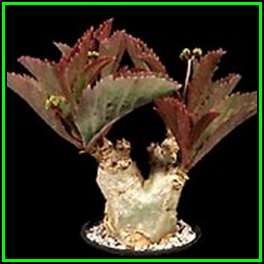 Cyphostemma juttae - 10 Seed Pack - Namibian Grape - Indigenous Succulent Caudiciform - NEW
