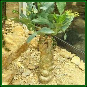 Cyphostemma juttae - 20 Seed Pack - Namibian Grape - Indigenous Succulent Caudiciform - NEW