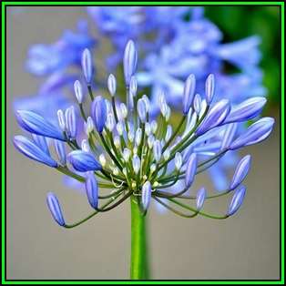 Agapanthus campanulatus Seeds - South African Indigenous Perennial Bulb - New