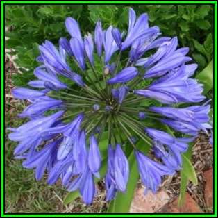 Agapanthus caulescens Seeds - South African Indigenous Perennial Bulb - New