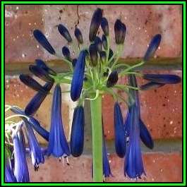 Agapanthus inapertus ssp pendulous - 10 Seed Pack - South African Indigenous Perennial Bulb - New