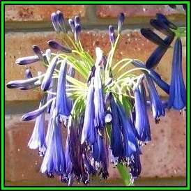 Agapanthus inapertus ssp pendulous - 5 Seed Pack - South African Indigenous Perennial Bulb - New