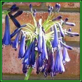 Agapanthus inapertus ssp pendulous Seeds - South African Indigenous Perennial Bulb - New