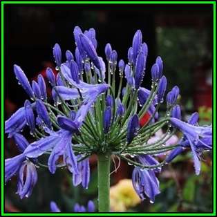 Agapanthus praecox Blue - 10 Seed Pack - South African Indigenous Perennial Bulb - New