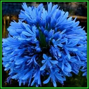Agapanthus praecox Blue Seeds - South African Indigenous Perennial Bulb - New