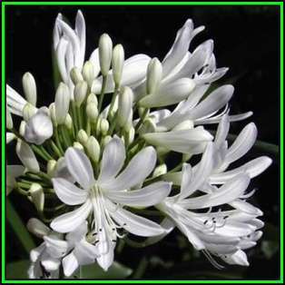 Agapanthus praecox White Seeds - South African Indigenous Perennial Bulb - New