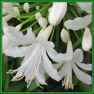 Agapanthus praecox ssp. orientalis Tall White - 10 Seed Pack - Indigenous Perennial Bulb - New