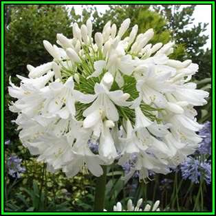 Agapanthus praecox ssp. orientalis Tall White - 20 Seed Pack - Indigenous Perennial Bulb - New