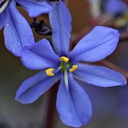 5 Aristea inaequalis Seeds - South African Indigenous Perennial Bulb - Combined International Ship