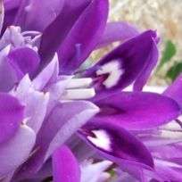 Babiana dregei Seeds - Indigenous South African Bulb Seeds for Sale in South Africa