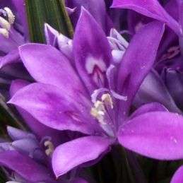 10 Babiana dregei Seeds - Indigenous South African Bulb Seeds for Sale in South Africa