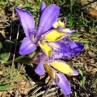 Babiana patula Seeds - Buy Seeds for South African Indigenous Bulbs - Worldwide Shipping!