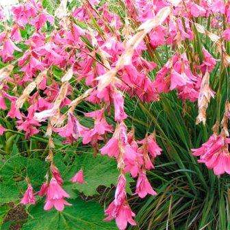10 Dierama dracomontanum Seeds -Angels Fishing Rod- South African Native - Indigenous Perennial Bulb