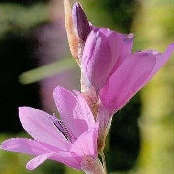 5 Dierama galpinii Seeds -Angel's Fishing Rod- Indigenous South African Native Perennial Bulb