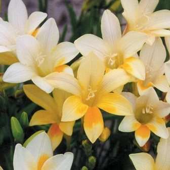Freesia refracta - Indigenous South African Endemic Perennial Bulb - Flat Ship Rate - 3 Seed Pack