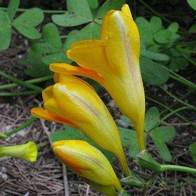 Freesia refracta - Indigenous South African Endemic Perennial Bulb - Flat Ship Rate - 3 Seed Pack