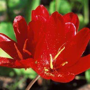 10 Geissorhiza inflexa Seeds - Indigenous South African Perennial Bulb - Flat Ship Rate
