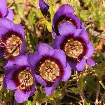 Geissorhiza monanthos Seeds - Indigenous South African Native Perennial Bulb - Flat Ship Rate