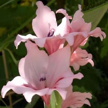 Gladiolus carneus callistus Seeds - Sow Autumn - Indigenous South African Perennial Bulb