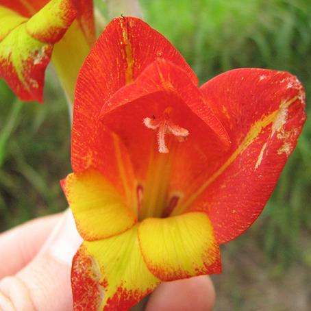 10 Gladiolus dalenii Seeds - South African Indigenous Perennial Bulb - Flat Global Ship Rate