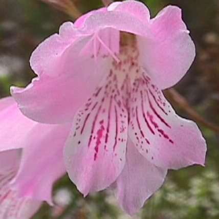 10 Gladiolus hirsutus Seeds- Indigenous South African Native Perennial Bulb - Flat Insured Ship Rate