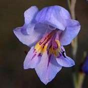 10 Gladiolus martleyi Seeds - South African Indigenous Perennial Bulbs - Insured Shipping
