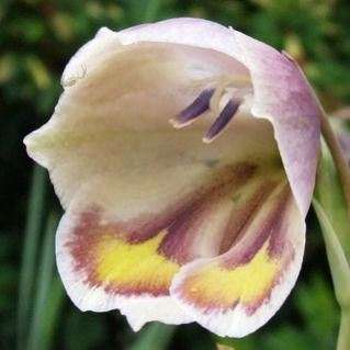 Gladiolus papilio Seeds - South African Indigenous Bulbous Plant Seeds from South Africa