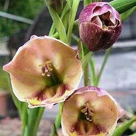 10 Gladiolus papilio Seeds - South African Indigenous Bulbous Plant Seeds from South Africa