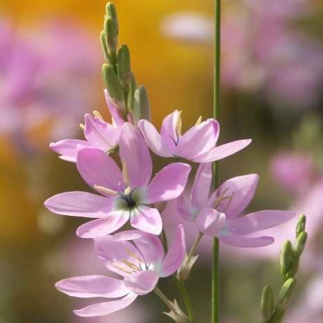 10 Ixia polystachya Seeds - South African Indigenous Bulbs Seeds + FREE SEEDS