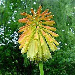 Kniphofia linearifolia Seeds - Sow Spring - Indigenous South African Bulbous Plant Seeds