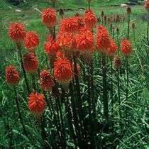 5 Kniphofia linearifolia Seeds - Sow Spring - Indigenous South African Bulbous Plant Seeds