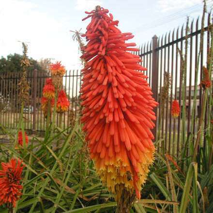 10 Kniphofia praecox Seeds - Indigenous South African Seeds - Bulb Seeds from Africa