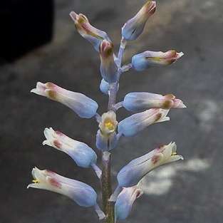 10 Lachenalia unifolia Seeds - Indigenous South African Perennial Bulbous Plant Seeds