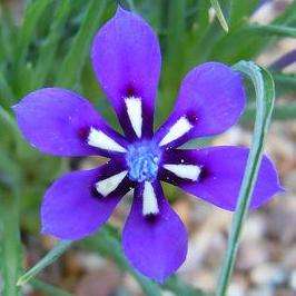 5 Lapeirousia oreogena Seeds - Indigenous South African Native Bulb Seeds for Sale - Worldwide Ship
