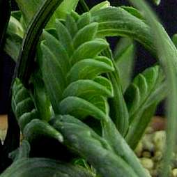 10 Lapeirousia pyramidalis ssp. pyramidalis Seeds - Indigenous South African Bulbs
