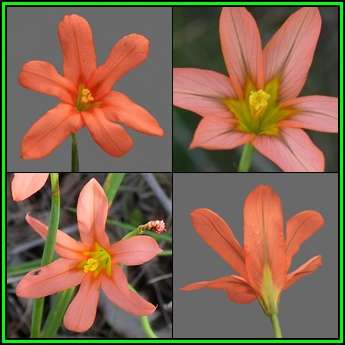 Moraea flaccida - 10 Seed Pack - Indigenous Endemic Perennial Bulb - Combined Global Shipping