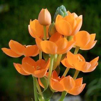 10 Ornithogalum dubium Seeds - Sow Autumn - Indigenous Bulbs Seeds