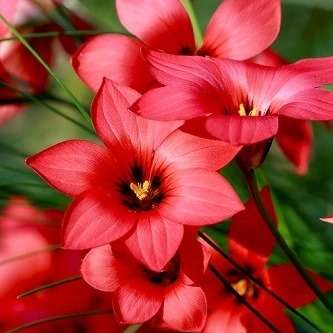 Romulea namaquensis Seeds - Sow Autumn - Indigenous South African Bulbs Seeds For Sale