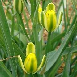 10 Albuca aurea Seeds - Indigenous South African Native Perennial Bulb - Flat Ship Rate
