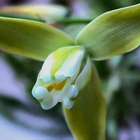 5 Albuca maxima Seeds - Indigenous South African Bulb Seeds for Sale in South Africa