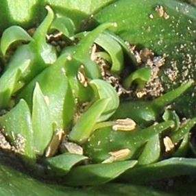 2 Androcymbium cuspidatum Seeds - Indigenous South African Native Perennial Bulb